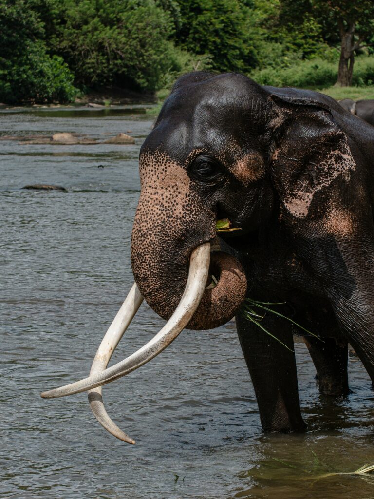 Sri Lankn Elephant Image