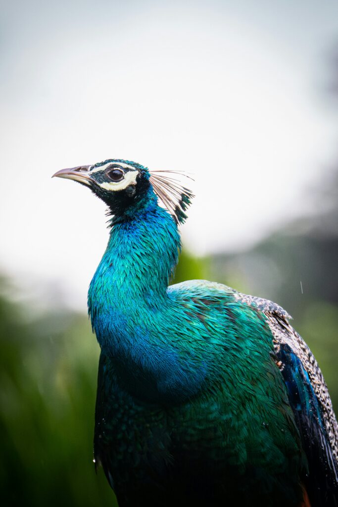Peacock - Colacs Tours
