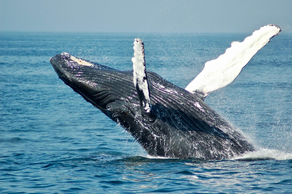 whale watching in Mirissa