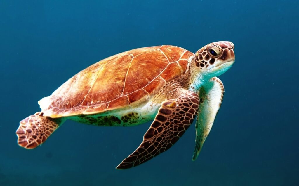 Turtle Farm