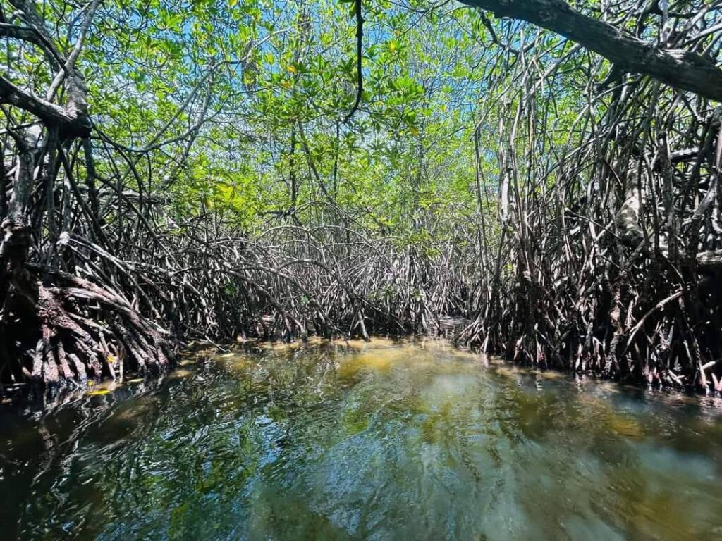 Madu river