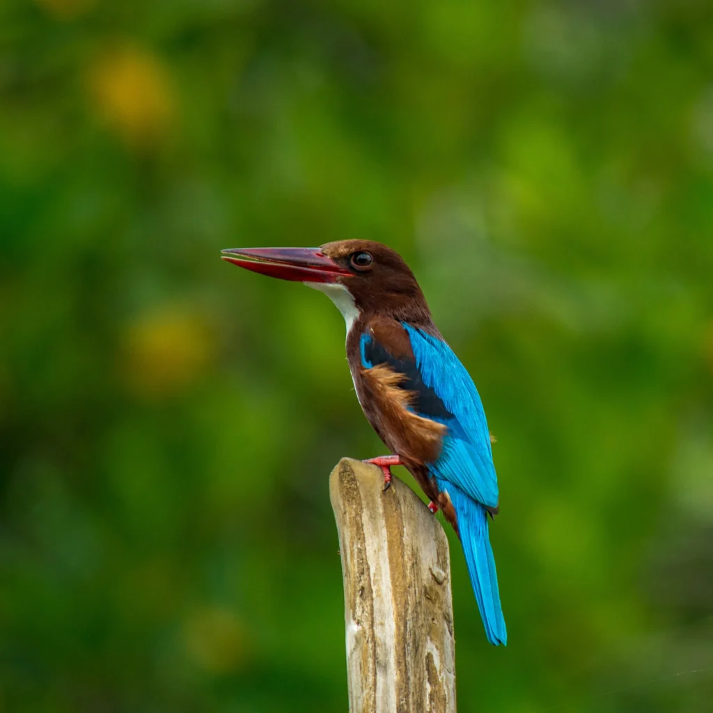 seen on a tailored wildlife tour.